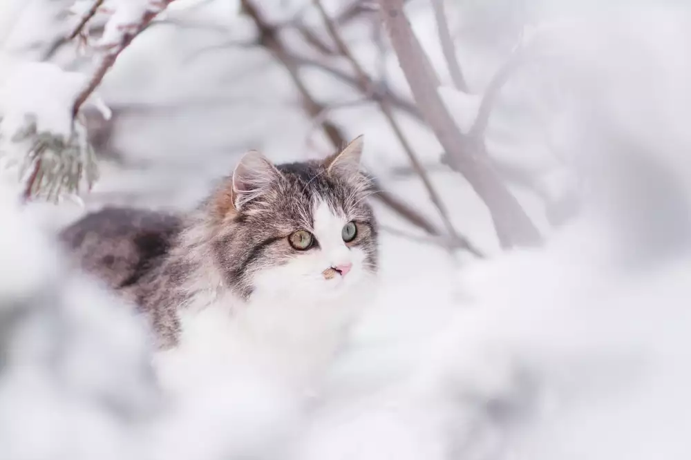 Sibiřská Kočka