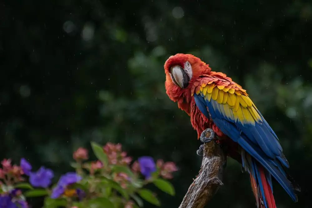 Papoušek Nádherný